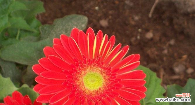 扶郎花的象征意义与文化价值