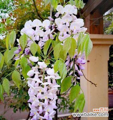 美丽而神秘的紫藤罗花 紫藤罗花的花语及意义