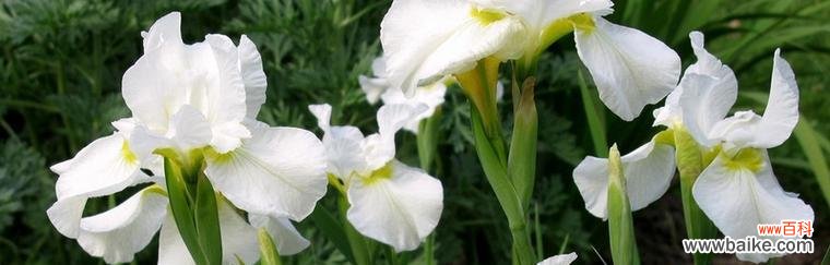 探究鸢尾花在文化中的独特角色 鸢尾花的寓意及其象征意义