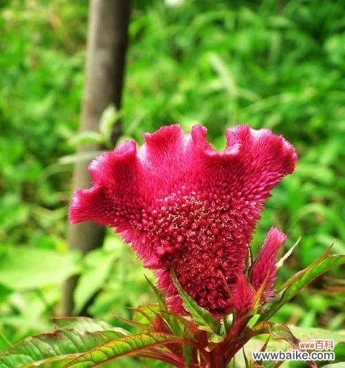 探索鸡冠花的花语和象征意义 鸡冠花——生命的希望