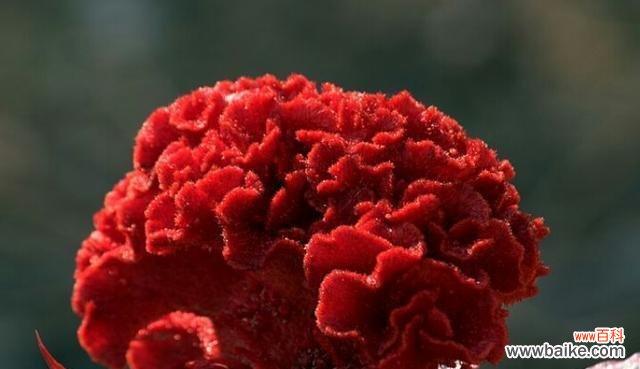 探索鸡冠花的花语和象征意义 鸡冠花——生命的希望