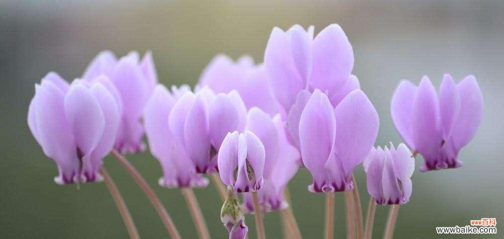 解读仙客来花语 仙客来花的热情好客与内向性格的寓意