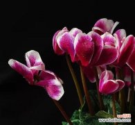 解读仙客来花语 仙客来花的热情好客与内向性格的寓意