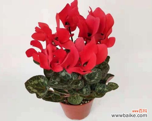 解读仙客来花语 仙客来花的热情好客与内向性格的寓意