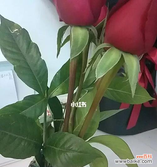 什么花代表痛苦和悲伤？了解花卉语言背后的情感含义？