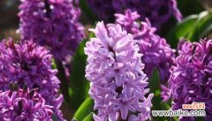 什么花代表痛苦和悲伤？了解花卉语言背后的情感含义？