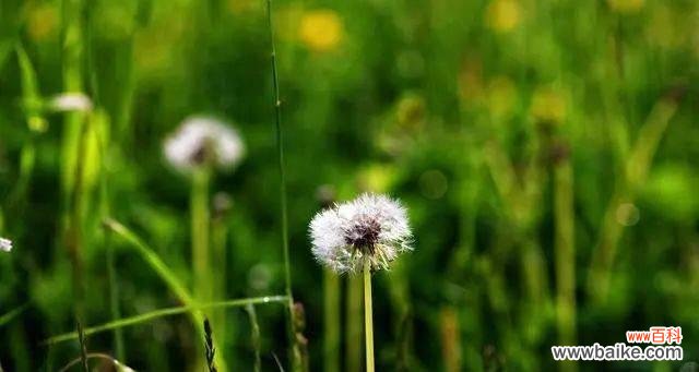 什么花代表忘记一个人？如何用花卉表达情感？