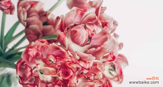 什么花代表忘记一个人？如何用花卉表达情感？