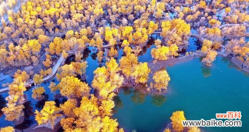 胡杨树在艰难环境中的生命力和坚持不懈的精神 胡杨树