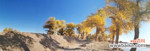 胡杨树在艰难环境中的生命力和坚持不懈的精神 胡杨树