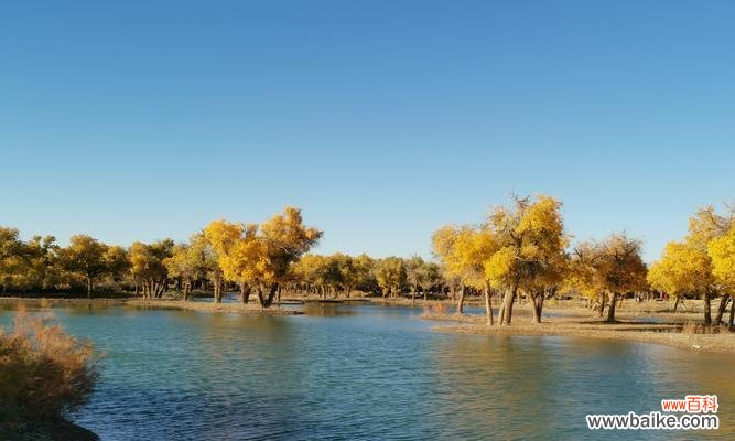 胡杨树在艰难环境中的生命力和坚持不懈的精神 胡杨树