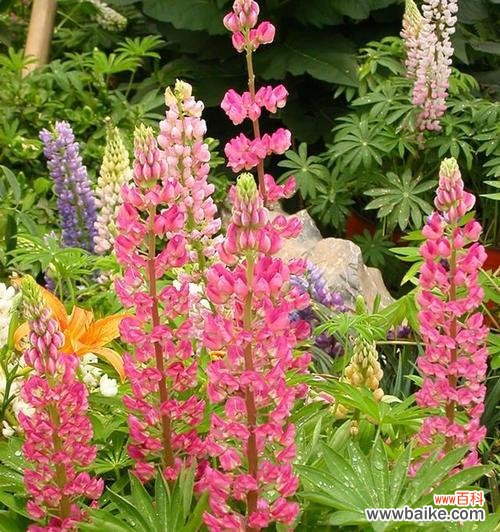 探索金鱼草花语的深层寓意与象征意义 金鱼草的花语与意义