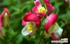 探索金鱼草花语的深层寓意与象征意义 金鱼草的花语与意义