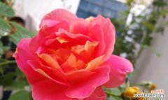 探索花朵中的心灵智慧 月季的寓意与象征意义