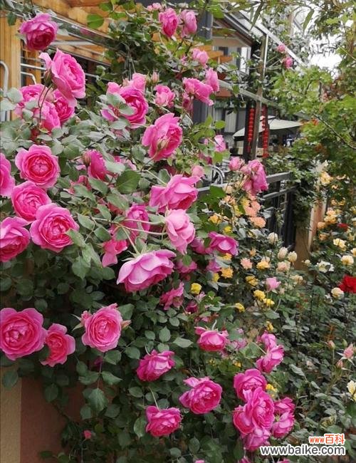 探索花朵中的心灵智慧 月季的寓意与象征意义