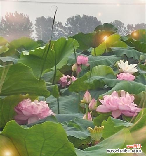 荷花的花语及其美丽的寓意 花开水面，荷香满园