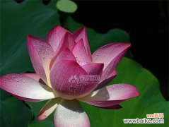 荷花的花语及其美丽的寓意 花开水面，荷香满园