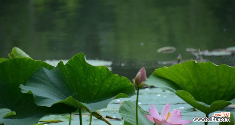 荷花的花语及其美丽的寓意 花开水面，荷香满园
