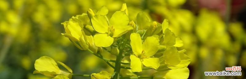 油菜花的美丽绽放与心灵的寄托 油菜花的花语与寓意