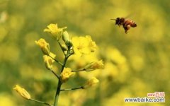 油菜花的美丽绽放与心灵的寄托 油菜花的花语与寓意