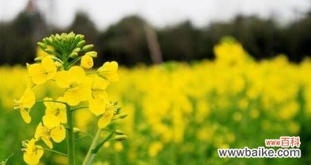 油菜花的美丽绽放与心灵的寄托 油菜花的花语与寓意
