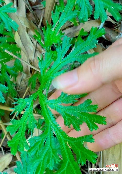 卷柏的神秘与生命力 卷柏花语与寓意