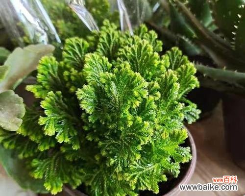 卷柏的神秘与生命力 卷柏花语与寓意