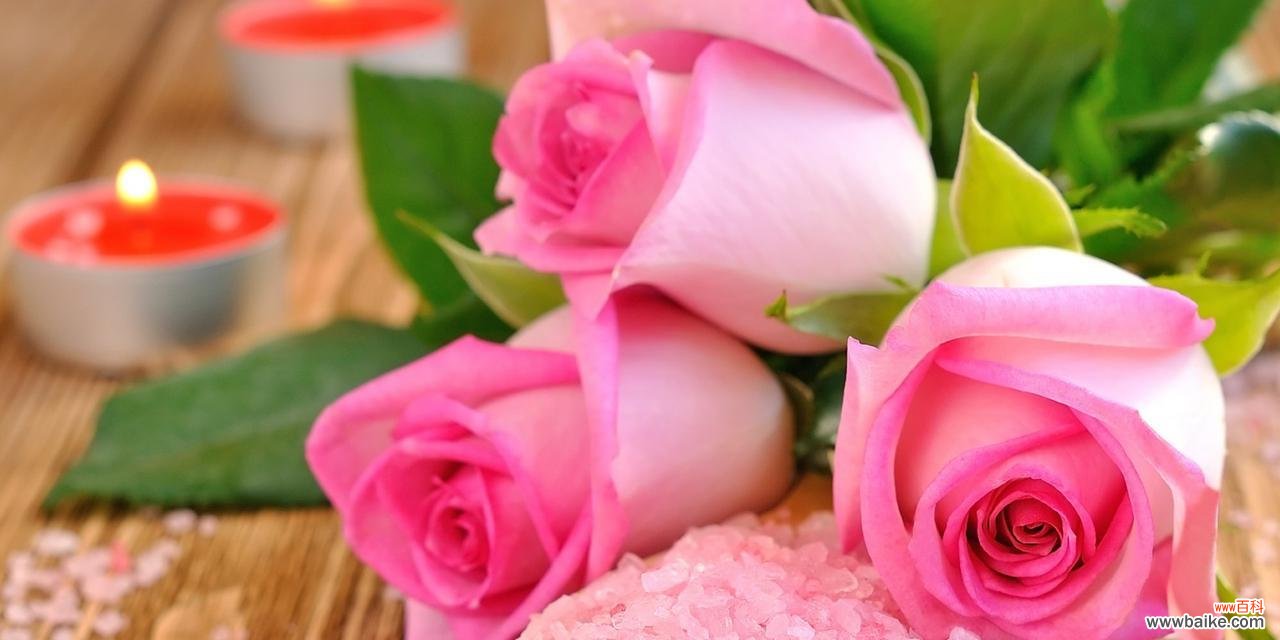 了解玫瑰花的丰富多样性及象征意义 探索玫瑰花的品种和含义