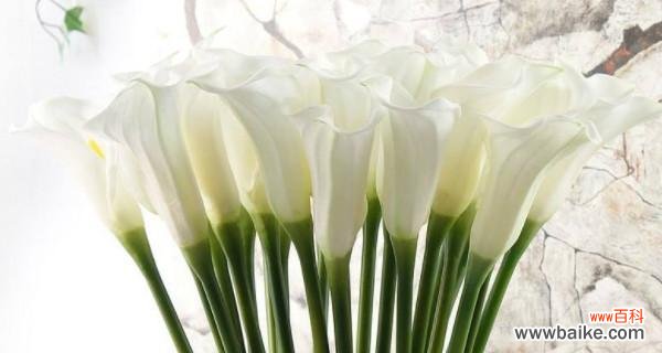 展现坚韧与希望的奇妙花卉世界 以马蹄莲寓意及花语