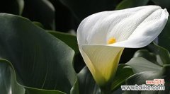 展现坚韧与希望的奇妙花卉世界 以马蹄莲寓意及花语