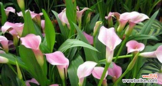 展现坚韧与希望的奇妙花卉世界 以马蹄莲寓意及花语