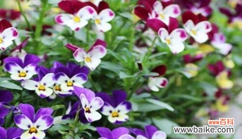 铁线莲 拒绝爱情的花语——以铁线莲为例