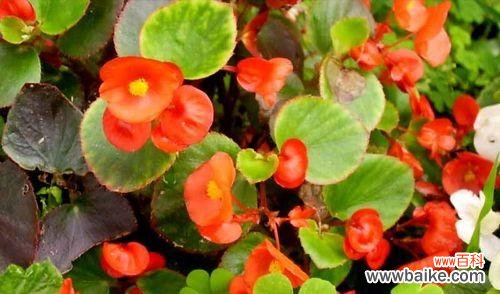 秋海棠的花语和美丽绽放 四季秋海棠