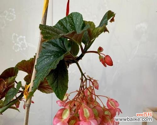 秋海棠的花语和美丽绽放 四季秋海棠