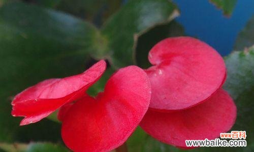 秋海棠的花语和美丽绽放 四季秋海棠