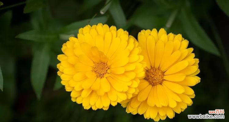 金盏花花语解读及象征意义 金盏花花语之美丽与祝福