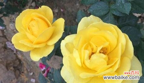黄玫瑰的美丽与内涵 黄玫瑰的寓意与象征风水