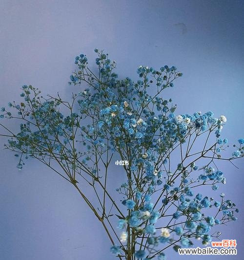 星空中的美丽与希望 蓝色满天星的寓意