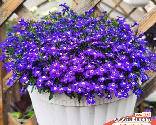 星空中的美丽与希望 蓝色满天星的寓意