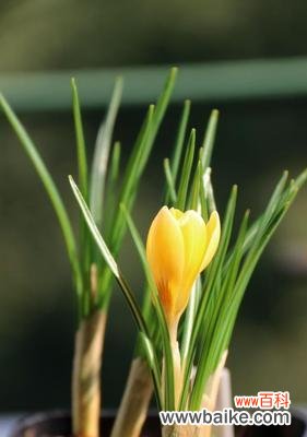 莲花之美与重生的象征意义 用莲花代表重生——重新焕发生机的美丽