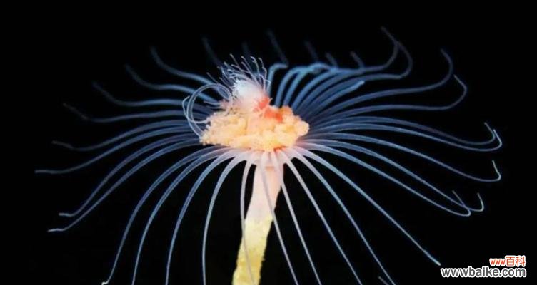 莲花之美与重生的象征意义 用莲花代表重生——重新焕发生机的美丽