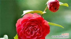 红色山茶花 红色山茶花的花语与象征意义