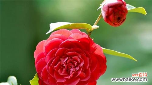 红色山茶花 红色山茶花的花语与象征意义