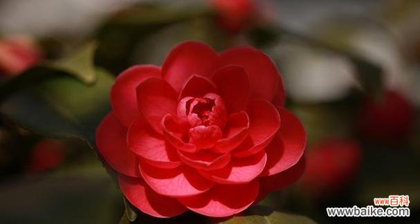 红色山茶花 红色山茶花的花语与象征意义