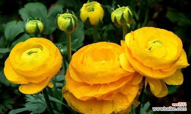 优雅之花 探寻我最喜欢的花——玫瑰