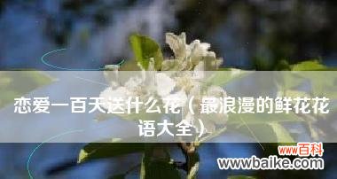 优雅之花 探寻我最喜欢的花——玫瑰