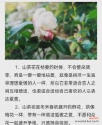 优雅之花 探寻我最喜欢的花——玫瑰