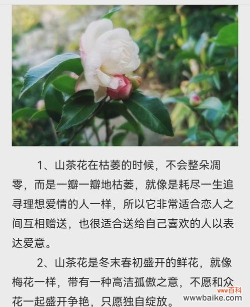 优雅之花 探寻我最喜欢的花——玫瑰