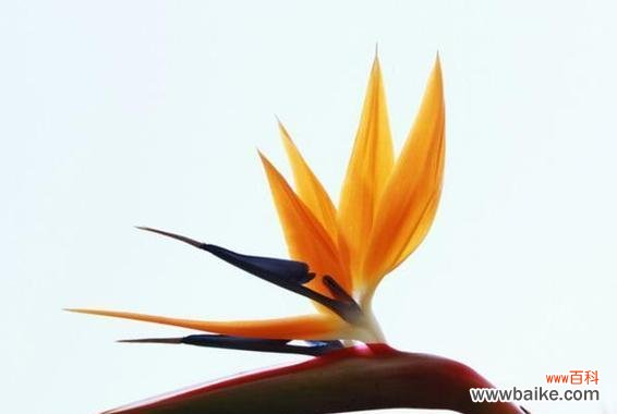 康乃馨花语传递友谊的力量 永恒的友谊——以康乃馨花语为主题