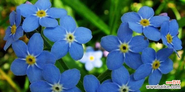 康乃馨花语传递友谊的力量 永恒的友谊——以康乃馨花语为主题